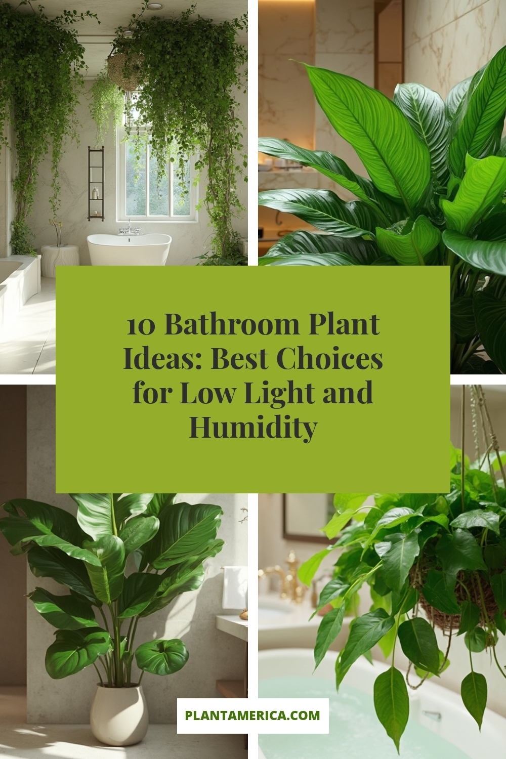 10 Bathroom Plant Ideas: Best Choices for Low Light and Humidity 10 Bathroom Plant Ideas: Best Choices for Low Light and Humidity