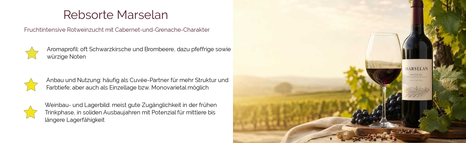 Wein & Spirituosen - Rebsorte Marselan