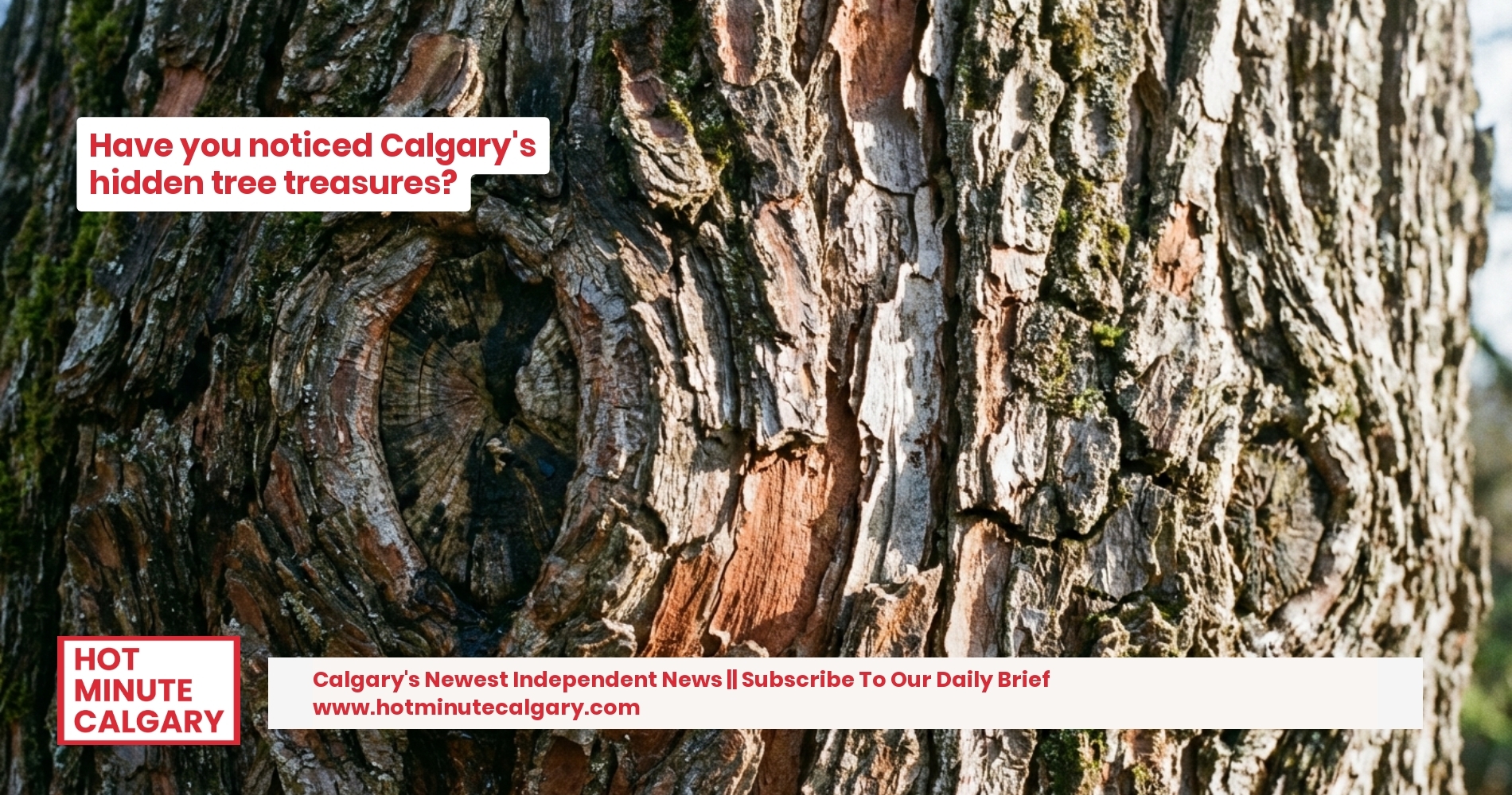 Guardians of the Plains: Calgary's Ongoing Battle to Grow and Protect its Vital Urban Canopy