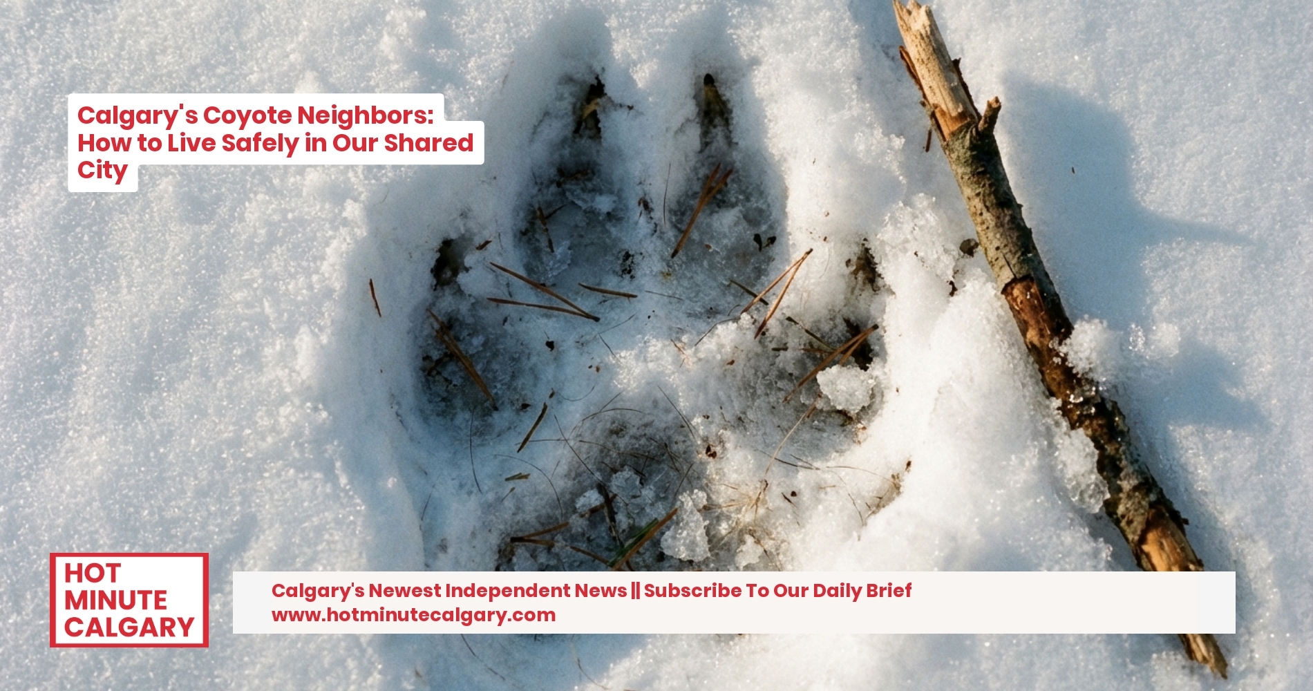 Calgary's Coyote Neighbors: How to Live Safely in Our Shared City