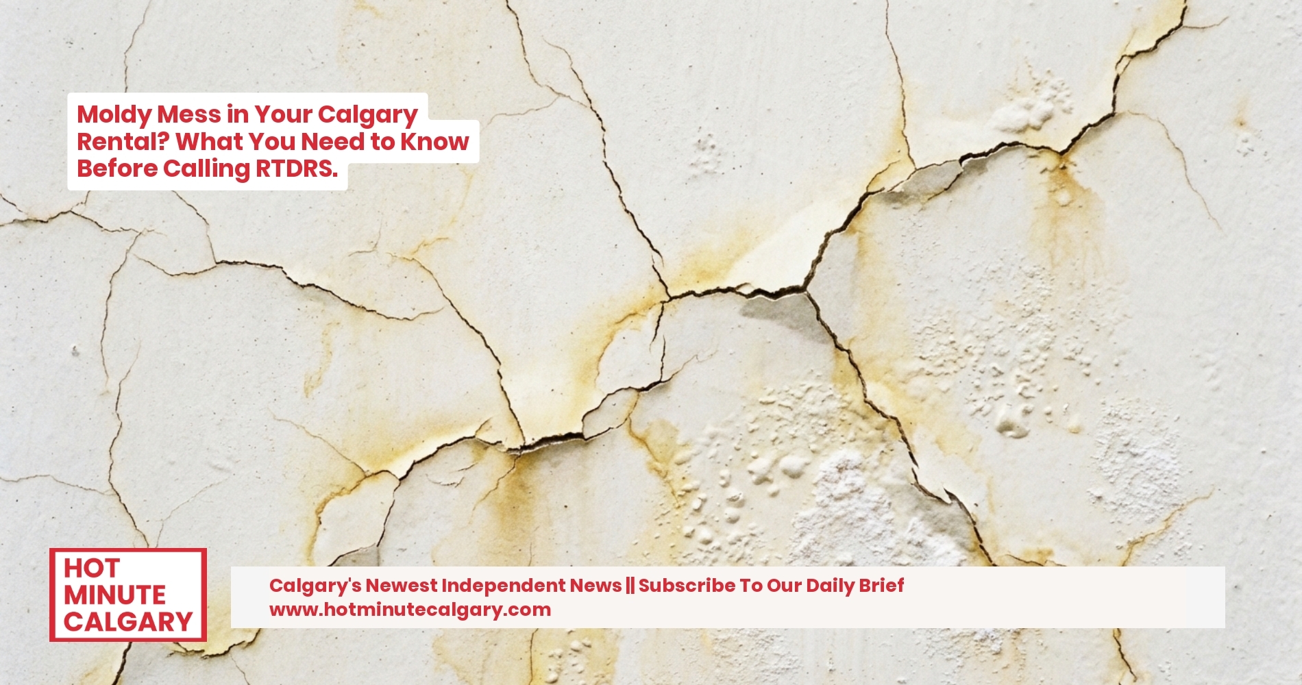 Moldy Mess in Your Calgary Rental? What You Need to Know Before Calling RTDRS.